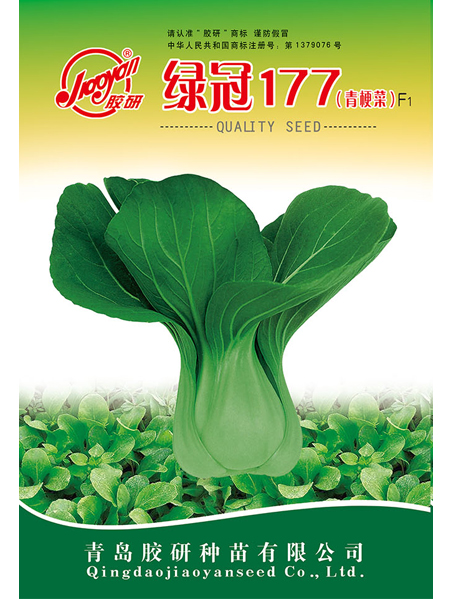 绿冠177——油菜